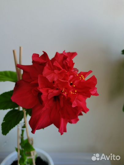 Гибискус комнатный