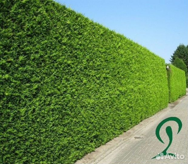 Туи сортовые:Смарагд,Брабант,Колумна 1,2 м