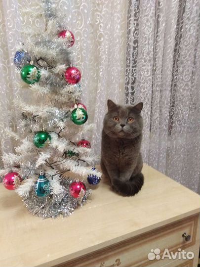 Вязка британец кот