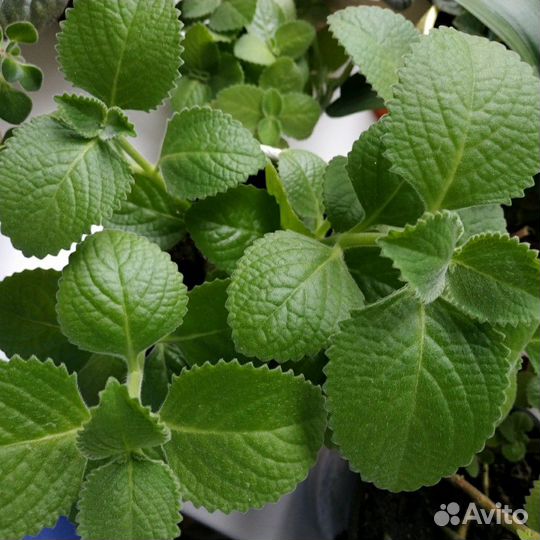 Мята домашняя