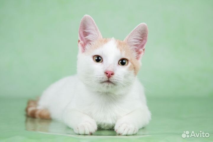 Котенок мальчик в дар 3 мес