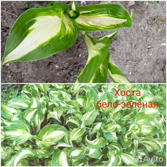 Хоста