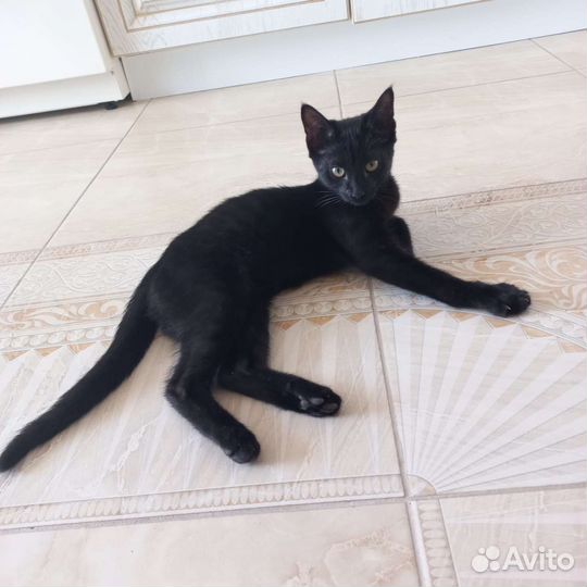 Котёнок мальчик в добрые руки