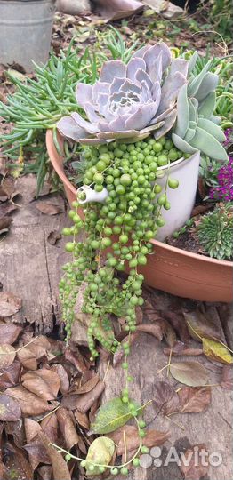 Крестовник Роули(живые бусы)