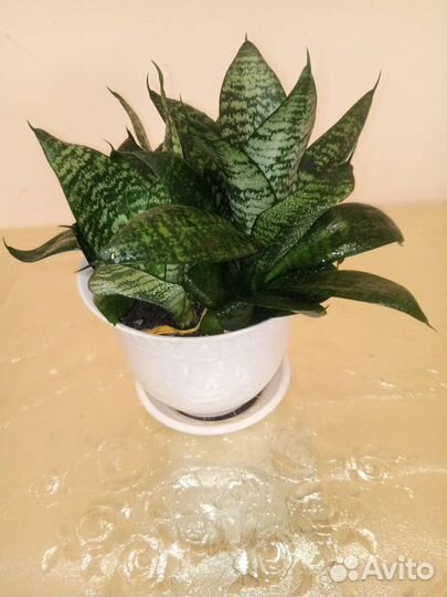 Сансевиерия