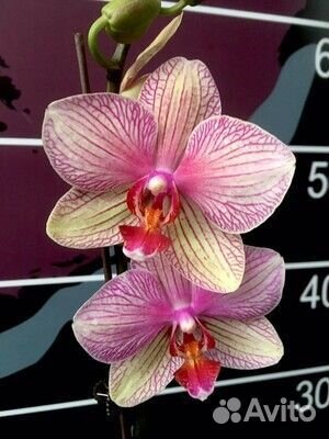 Байкальские орхидеи