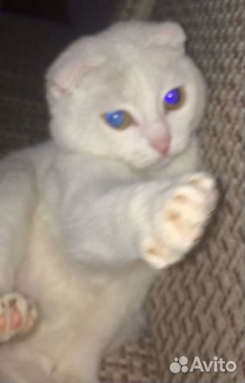 Котята отдам бесплатно,вислоухие