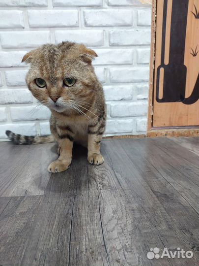 Коты отдам в добрые руки