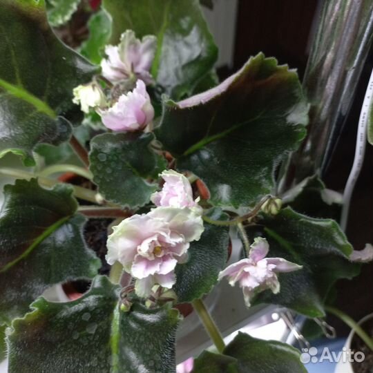 Фиалки, детки, листики и цветущие стартеры