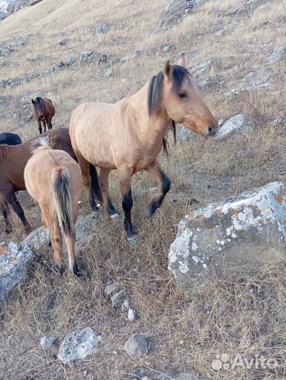 Жеребец и жеребята