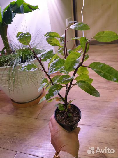 Джинура, хлорофитум Океан