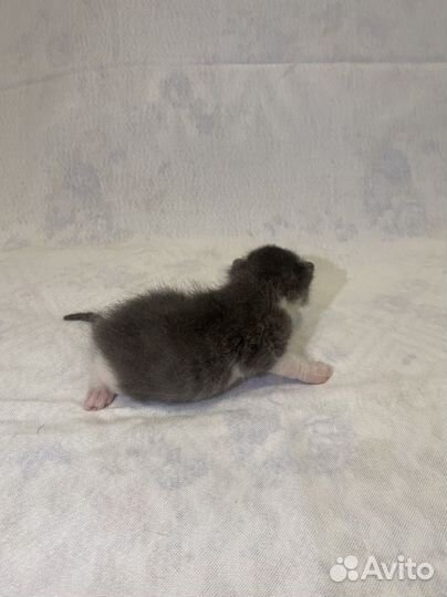 Котенок мальчик