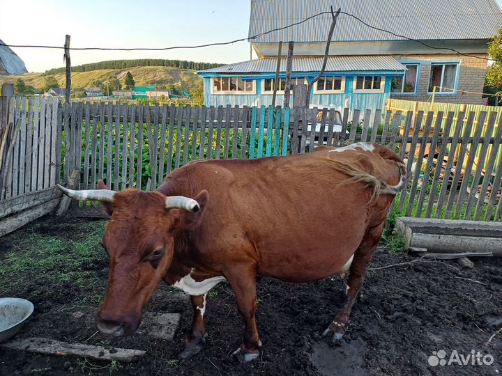 Корова дойная