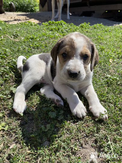 Щенок Русской Пегой Гончей