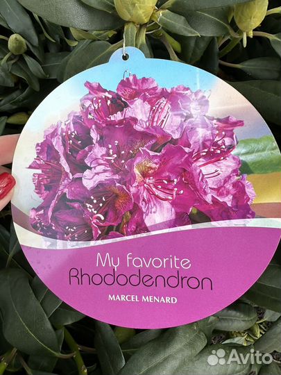 Рододендрон