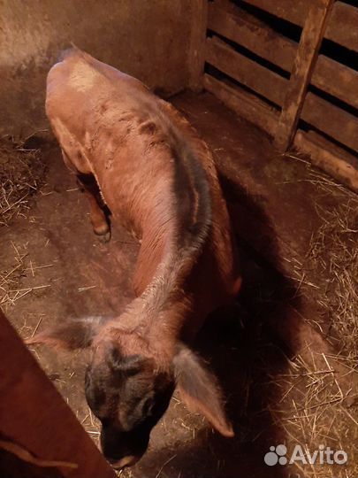 Корова и бычок