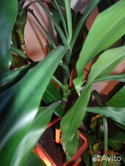 Драцена душистая (Dracaena fragrans)