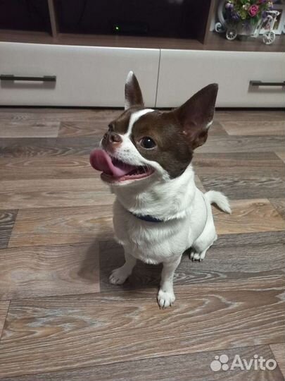 Вязка Чихуахуа