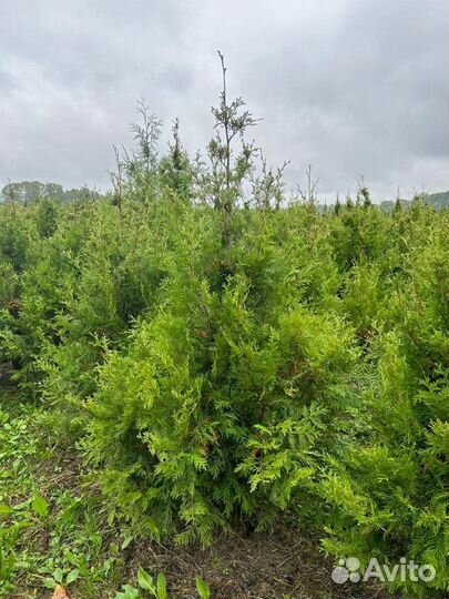 Туя брабант, вудварди, смарагд, хозери