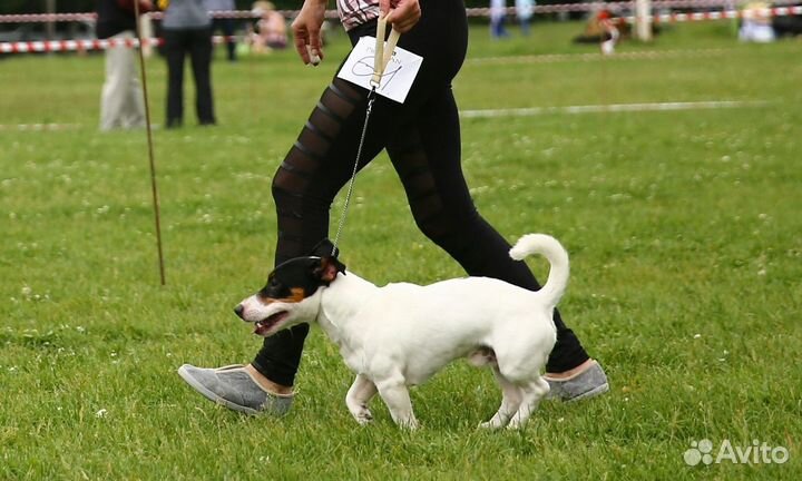 Вязка Джек Рассел Терьер