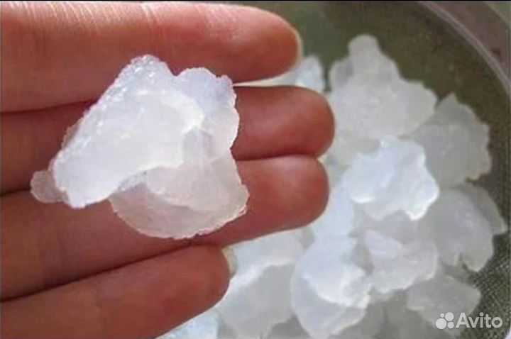 Индийский морской рис