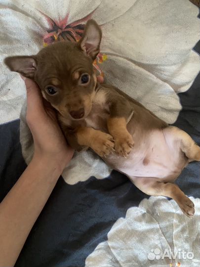 Мини той-терьер щенки