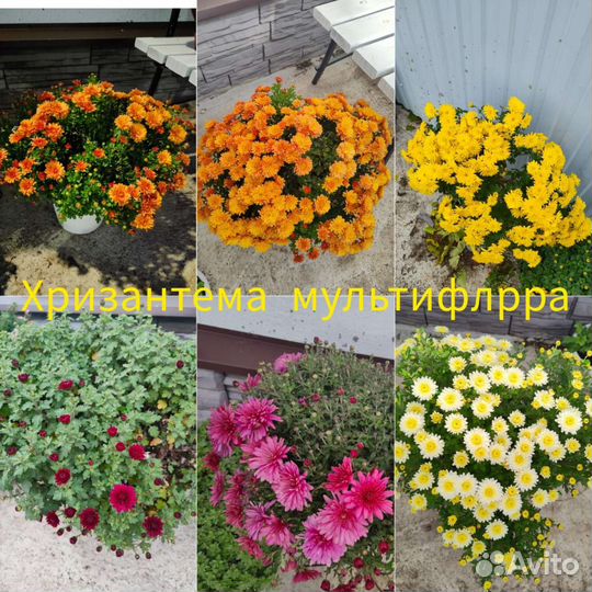 Хризантемы мультифлора