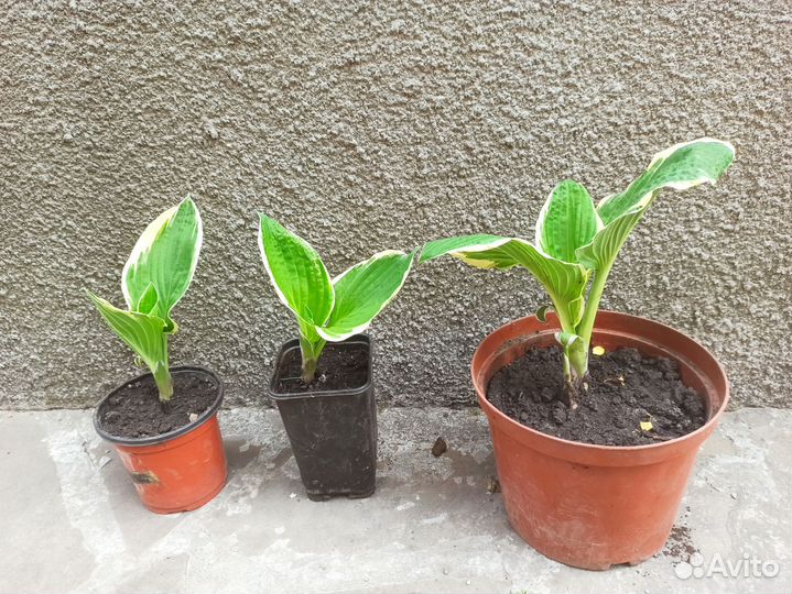 Хоста сортовая