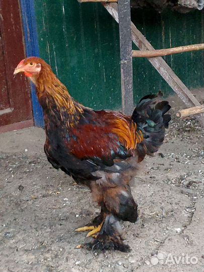 Петухи на племя