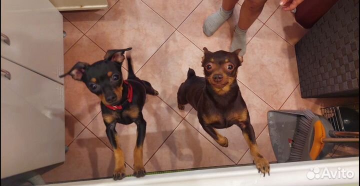 Русский той-терьер мини