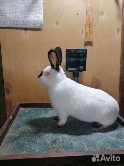 Кролики Калифорнийской породы
