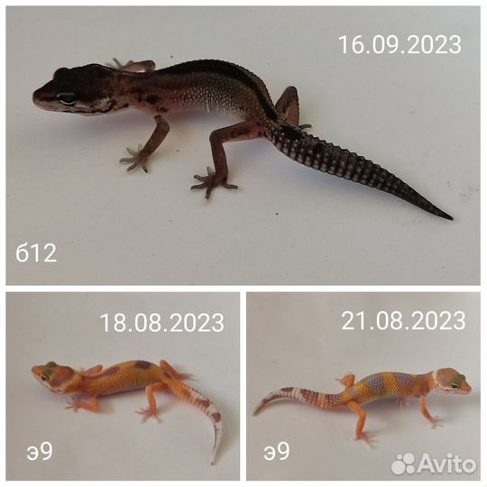 Эублефар и всё для содержания