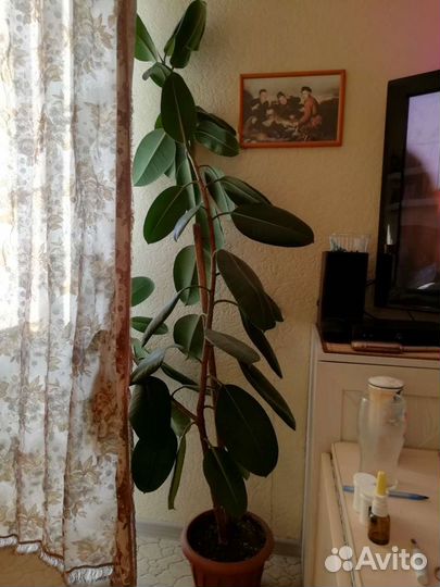 Фикус 2м
