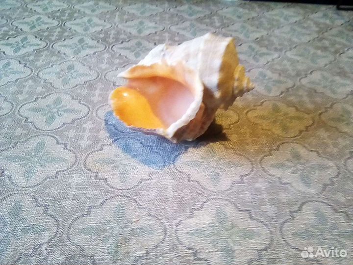 Ракушка рапана