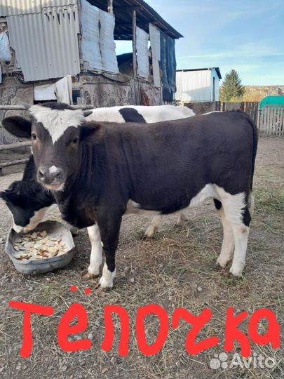 Телята бычки