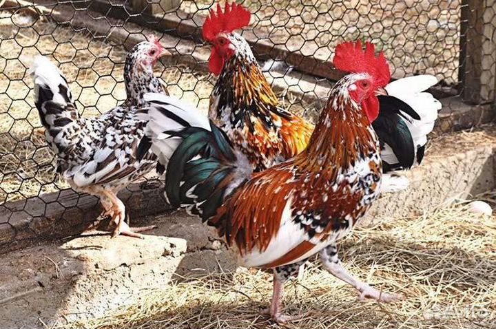 Фазаны, бентамки, цесарята, павловские куры
