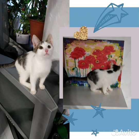 Котенок в добрые руки