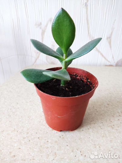 Денежное дерево, толстянка