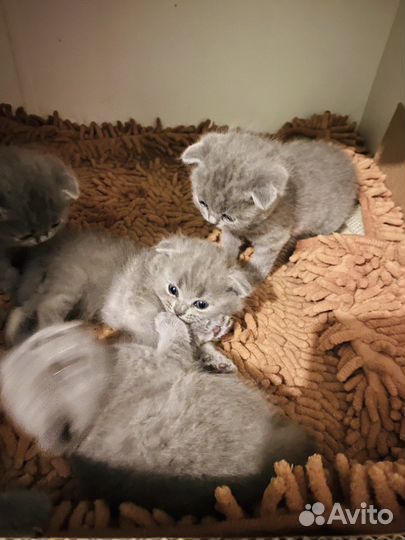 Британские котята