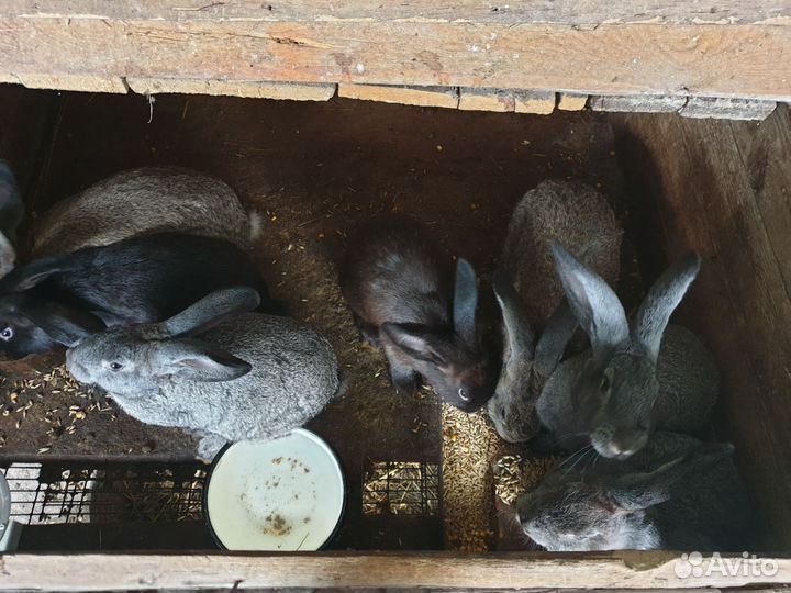 Кролики строкач