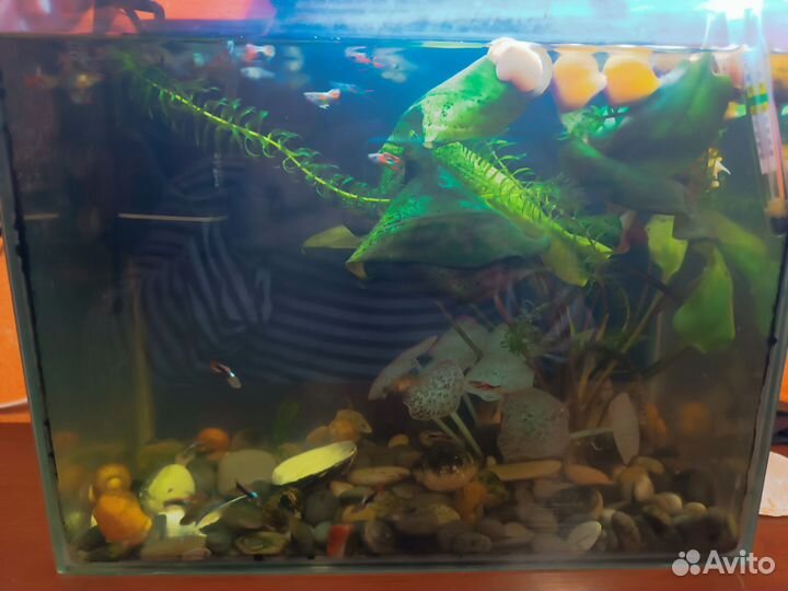 Гуппи эндлера, ампулярии