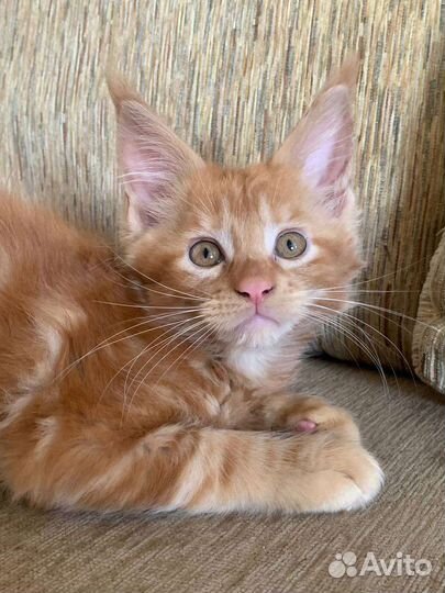 Котята мейн-кун