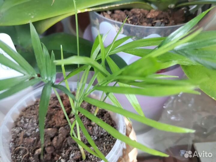 Хамедорея, бегония, драцена