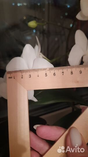 Орхидея фаленопсис