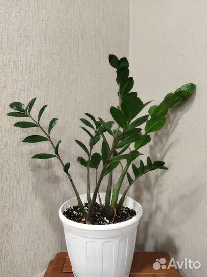 Замиокулькас