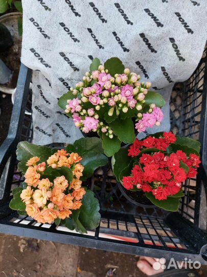 Каланхоэ mini сортовые