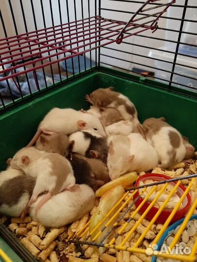 Декоративная крыса