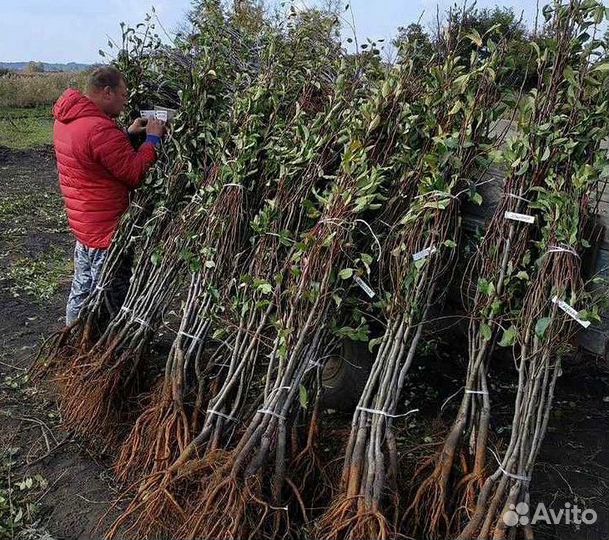 Саженцы плодовых деревьев