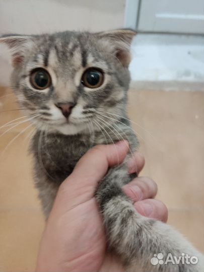 Британская кошка