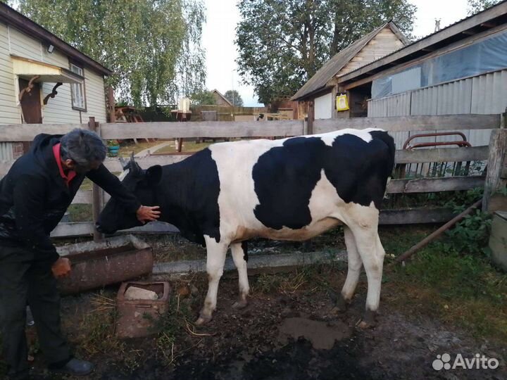 Телки стельные